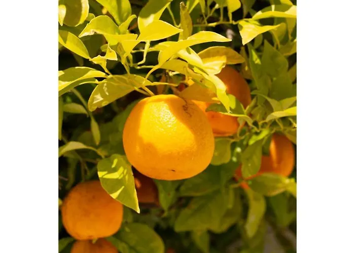 Bed & Breakfast Bb Silvercoast Casa Flores Santa Catarina (Leiria)